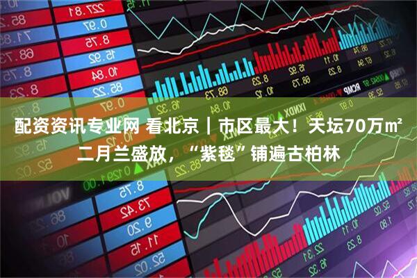 配资资讯专业网 看北京｜市区最大！天坛70万㎡二月兰盛放，“紫毯”铺遍古柏林